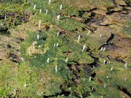 Image result for Multiclavula mucida