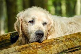 The specific price is dependent on the size of the pet: Having Your Dog Put To Sleep All You Need To Know About Euthanasia