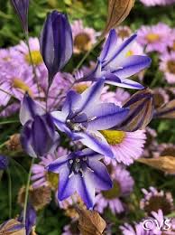 Image result for Tricalysia longituba