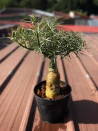 Image result for Ctenium somalense