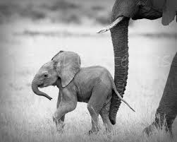 Beautiful Black And White Elephant Pictures Safari Baby Animals Set Of 4 Black White Photos 8 X 10 Elephant Lion Cheetah Giraffe African Safari Baby Animals Cute Baby Animals Baby Animal Nursery