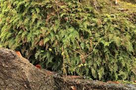 Image result for Vandenboschia