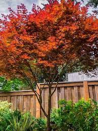 Fireglow Japanese Maple Japanese Maple Tree Japanese Garden Landscape Japanese Maple