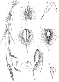 Image result for Brachyachne patentiflora