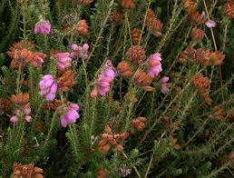 Image result for Erica lanceolifera