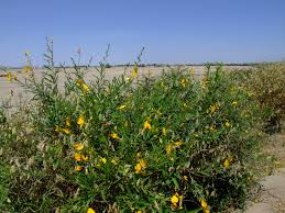 Image result for Cajanus