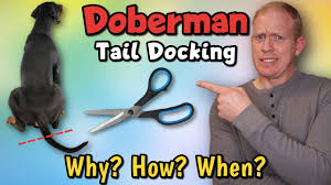 How did tail docking start? Doberman Pinscher Tail Docking Why When And How Much Youtube