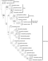 Image result for Stomatanthes sp.no.1