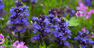 Image result for Ajuga