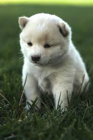Black And Tan Teacup Shiba Inu Puppy Baby Shiba Inu Cute Animals Cute Dogs Cute Dog Pictures