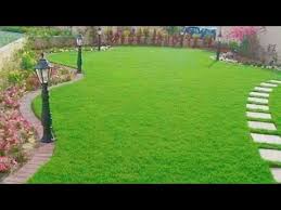 معلومات وطريقة ع بالثيل النجيل العشب الحشيش و الثيل Uganda Grass C Dactylon Var Uga Youtube