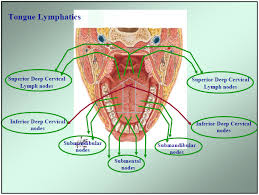 Lymphatic System Lymphatic Drainage Of Oral Cavity Pdf