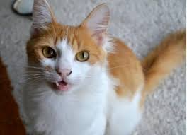 Mammary gland carcinoma, or breast cancer, affects 17 percent of female cats and is the third most common type of cancer in cats. Mouth Cancer Melanocytic In Cats Petmd
