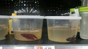 Cups Are For Drinks And Ice Cream Not Fish Fish Are Also Living Things And Have Feeling Too Please Take Care Of Them Fish Have A Betta Betta Fish Fish Care