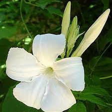 Image result for dipladenie suaveolens obrázek