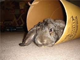 type of water binkybunny