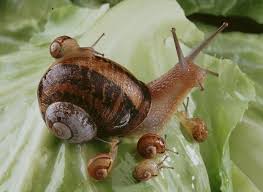 Ils en emportent, ils en mangent, ils en excrémentent. L Elevage D Escargots Ou Heliciculture