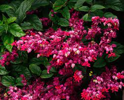The flowers occur from the axils of the coarse leaves in an intense red and pure white color. Bleeding Heart Vine
