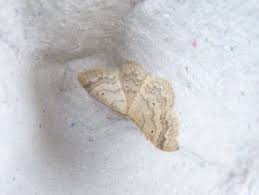 Image result for Idaea biselata