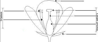The labeled diagram is helpful when learning the specific parts. Plant Reproductive System Flower Diagram Quizlet