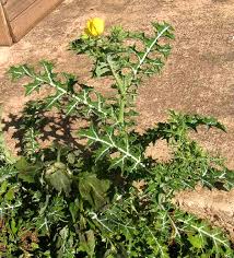 Image result for Argemone