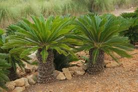 Tanaman gantung yang tahan panas. Cycas Revoluta Pohon Sikas Termahal Jenis Net