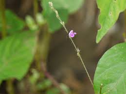 Image result for Teramnus repens