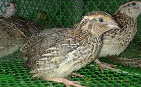 Check spelling or type a new query. 7 Best Quail Breeds To Raise For Eggs Meat Or Hunting