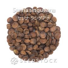 Image result for Senna singueana