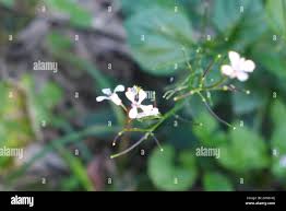 Image result for Dipsacus pinnatifidus