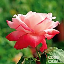 Rose dalla a alla z: tutto quello che c'è da sapere - Cose di Casa