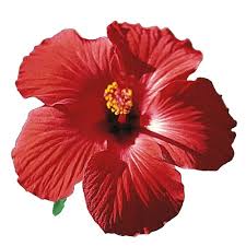 Image result for Hibiscus barbosae