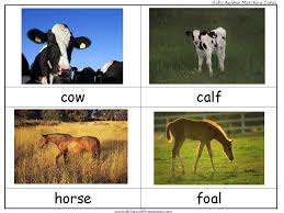 Free Farm Prek K Pack Updated And Expanded Farm Preschool Farm Animals Theme Farm Theme Preschool