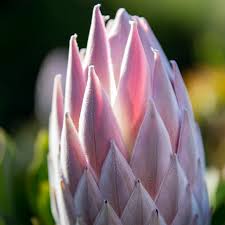 Image result for Protea angolensis
