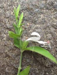 Image result for Hypoestes forskaolii