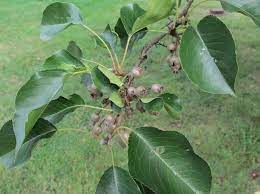 They contain cyanogenic glycoside, a form of cyanide combined with fruit sugars. Bradford Pear University Of Maryland Extension