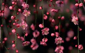Check out this fantastic collection of plant aesthetic laptop wallpapers, with 47 plant aesthetic laptop a collection of the top 47 plant aesthetic laptop wallpapers and backgrounds available for download for free. Aesthetic Flowers Desktop Wallpapers Top Free Aesthetic Flowers Desktop Backgrounds Wallpaperaccess