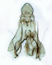 Image result for Exoteleia dodecella