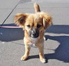 Dog Of The Day Zoey The Pom Chihuahua Dachshund Mix Puppy Dachshund Mix Puppies Pomeranian Dog Pomeranian Mix Puppies