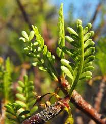 Image result for Brachystegia utilis × microphylla