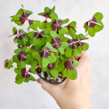 Image result for Oxalis tetraphylla