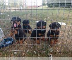 If you are unable to find your rottweiler puppy in our puppy for sale or dog for sale sections, please consider looking thru thousands of rottweiler dogs for adoption. Puppyfinder Com Rottweiler Puppies Puppies For Sale Near Me In Virginia Usa Page 1 Displays 10