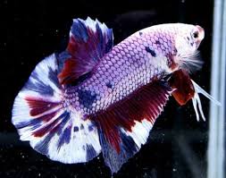 Live Giant Betta Fish Purple Candy 2 5 Inch 147 Ebay In 2020 Betta Fish Betta Purple Candy