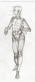It is composed of many different types of cells that together create tissues and subsequently organ systems. Anatomy Draw Drawing Https Www Facebook Com Stefano Lanza Study Of Structure Of Human Body Human Anatomy Drawing Human Body Drawing Human Figure Drawing