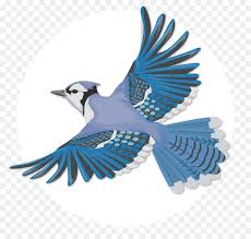 Sadly, the blue jays did not make the cut for the finals of the ohtani sweepstakes. Bird Wing Png Download 848 848 Free Transparent Blue Jay Png Download Cleanpng Kisspng
