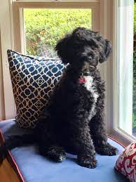 Puppy Toys For Portuguese Water Dog Portugese Water Dogs Portuguese Water Dog Puppy Portuguese Water Dog