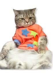 Kedi Giyim Urunleri Ve Cesitleri Burada Hepsiburada