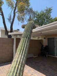 The giant saguaro cactus has been endangered by those who find pleasure in shooting or cutting down cacti. In Arizona It S Illegal To Cut Down A Saguaro Cactus Last Night This Precious 15 Foot Piece Of Protected Wildlife Destroyed My Roof Wellthatsucks