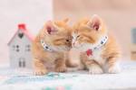 8 Insanely Adorable Munchkin Cat Breeds ( How to Care for ...