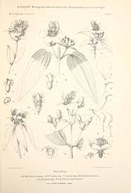 Image result for Melastomastrum segregatum